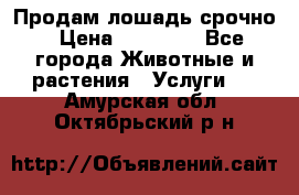 Продам лошадь срочно › Цена ­ 30 000 - Все города Животные и растения » Услуги   . Амурская обл.,Октябрьский р-н